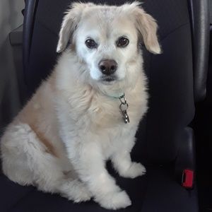 Meet your Posher, Sophie